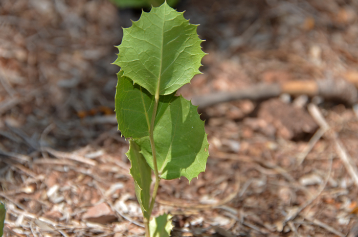 Dwarf Desertpeony leaves are pale green, leathery, opposite, glabrous and scabrous. The leaves have broadly oval margins, spinulous and resembling unequal holly-type leaves. Note the leaves in the photo have conspicuous veins on both sides. Acourtia nana 